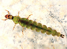 Ryachophila
